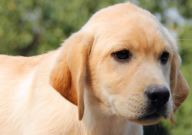 拉布拉多抗凍嗎（多少度）